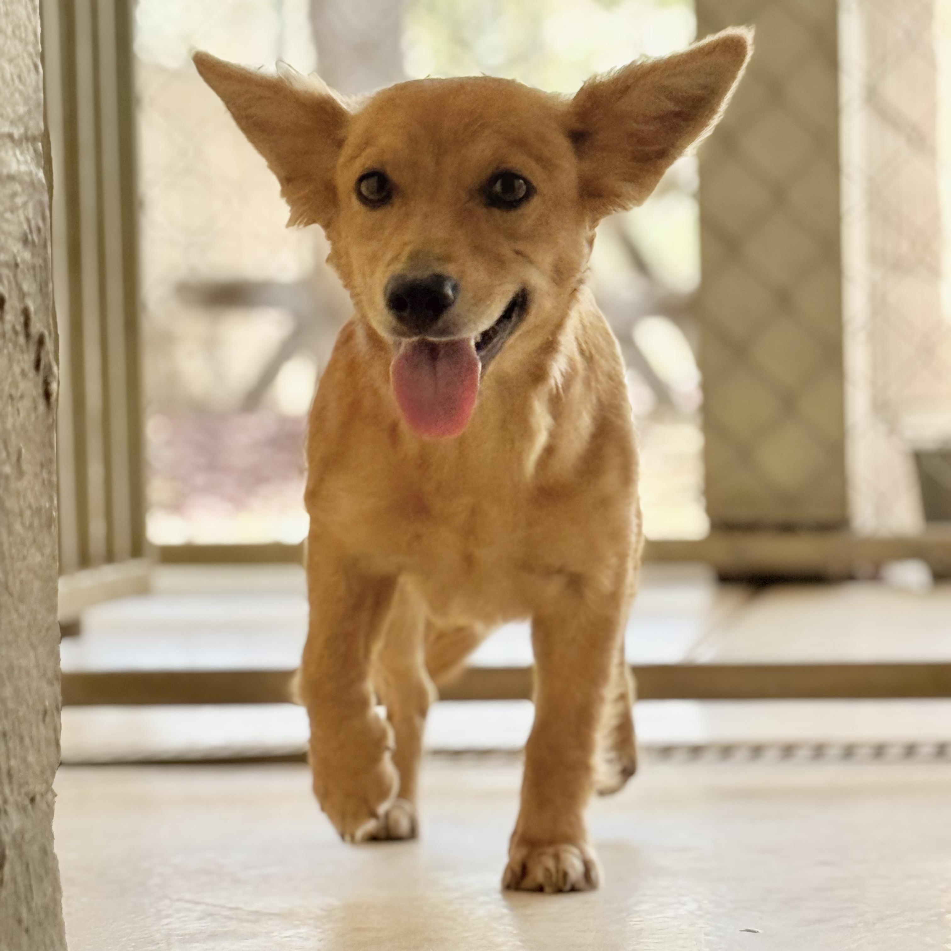 Enlarge Pixie, an adopted mixed breed in Mountain Center, CA image 2/2