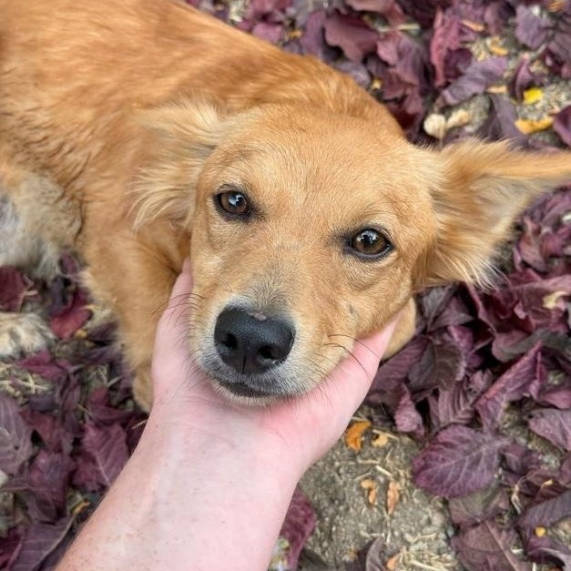 Pixie, adopted, Young Female Corgi & Dachshund (Miniature Long Haired).