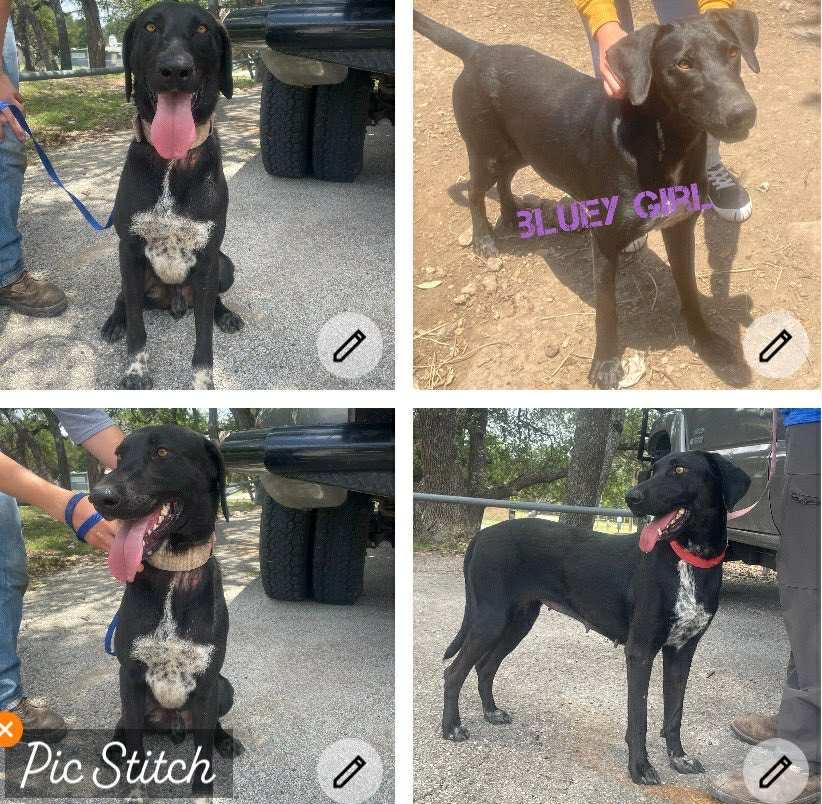 Bluey, Adoptable, Adult Female German Shorthaired Pointer & German Shepherd Dog.