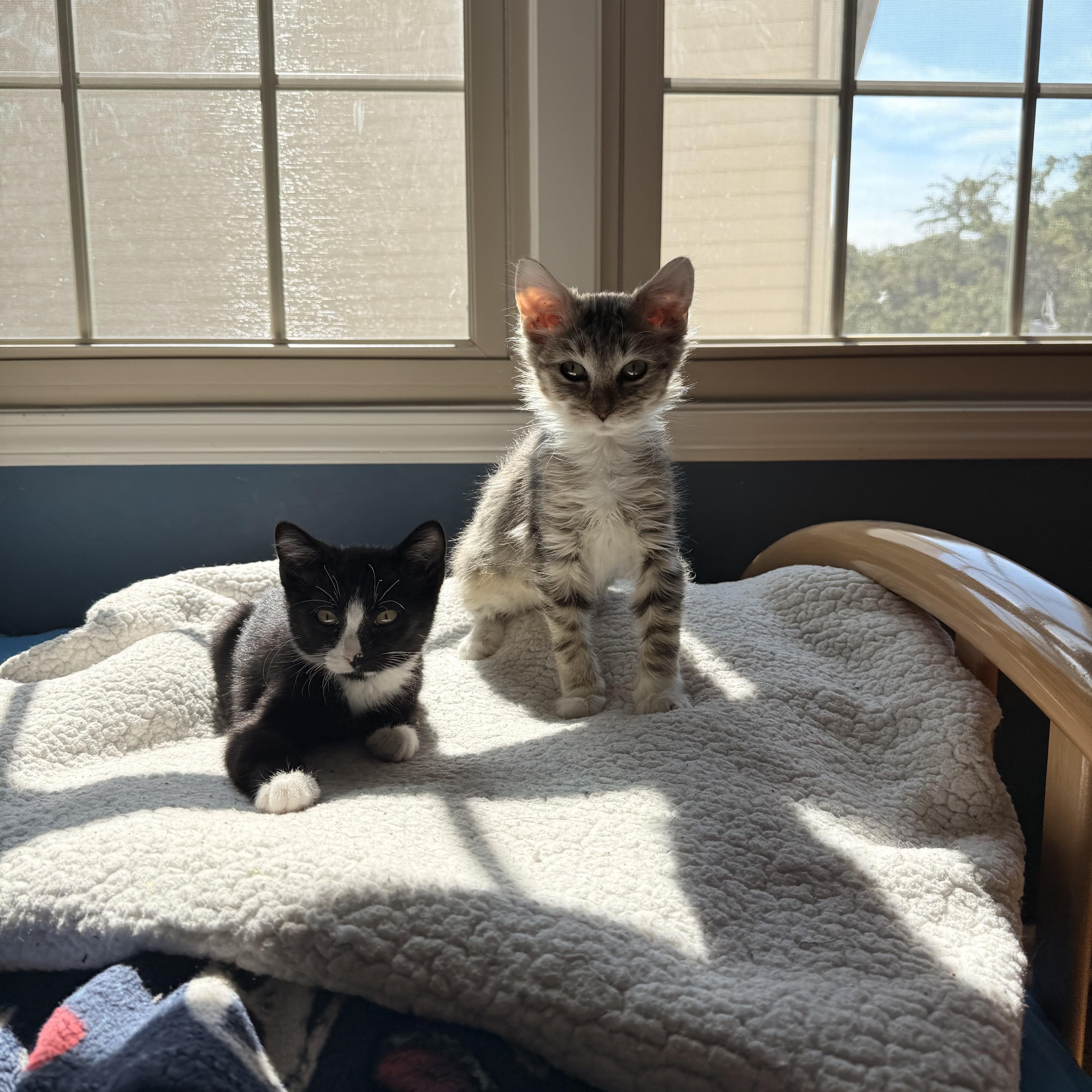 Jilly, a Adoptable Domestic Short Hair in Chicago, IL image 6/6