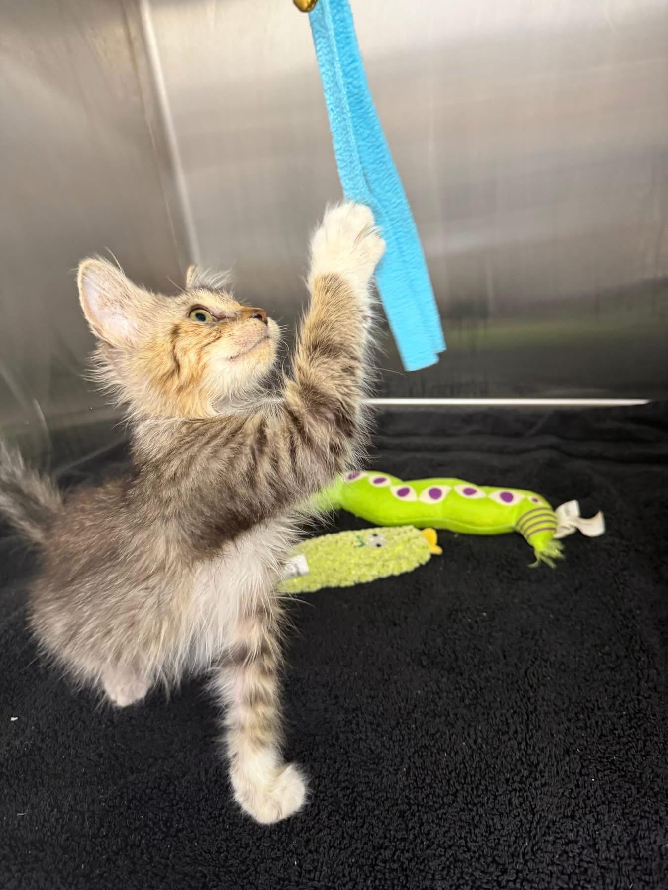 Jilly, a Adoptable Domestic Short Hair in Chicago, IL image 4/6