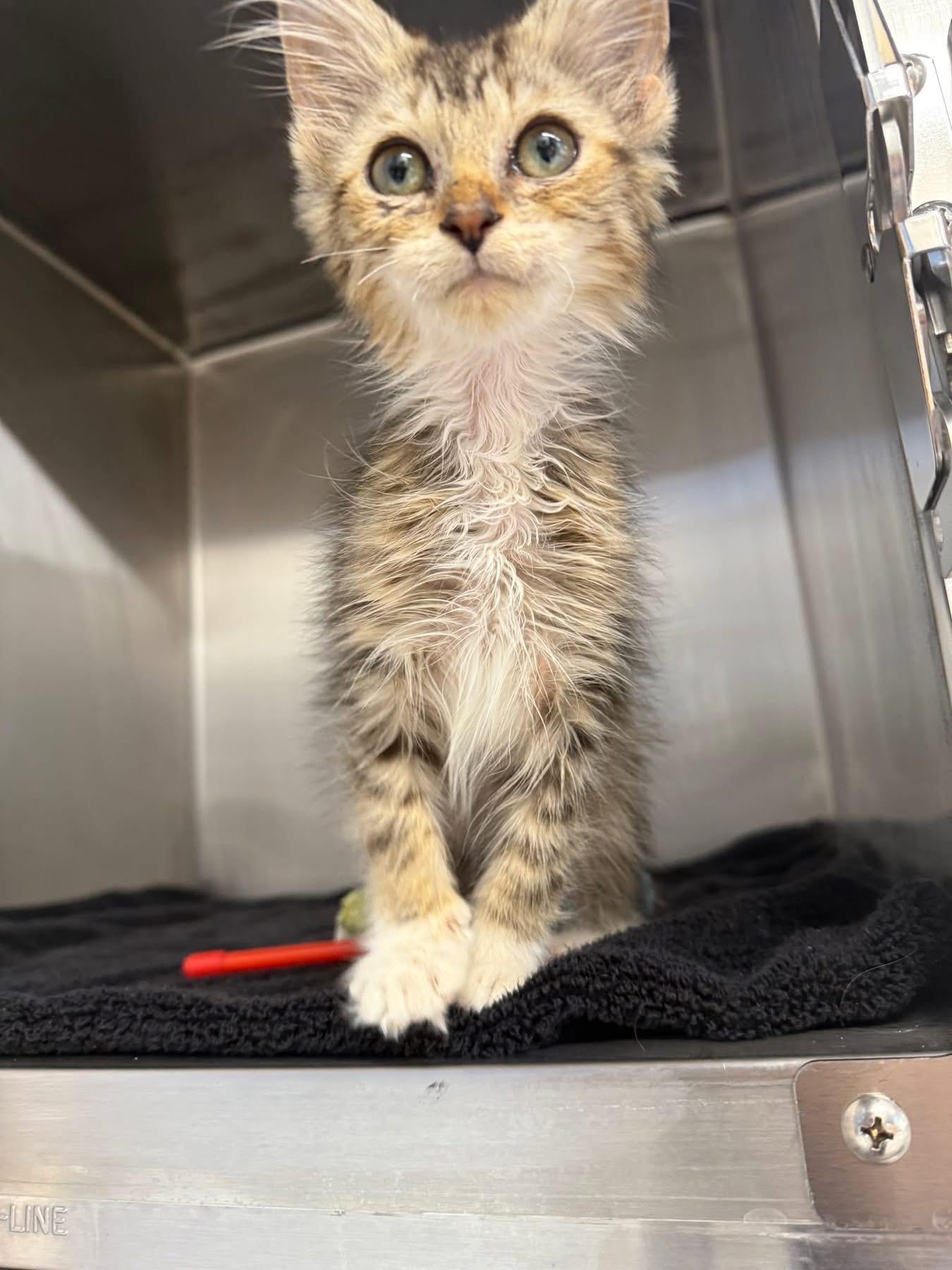 Jilly, a Adoptable Domestic Short Hair in Chicago, IL image 3/6