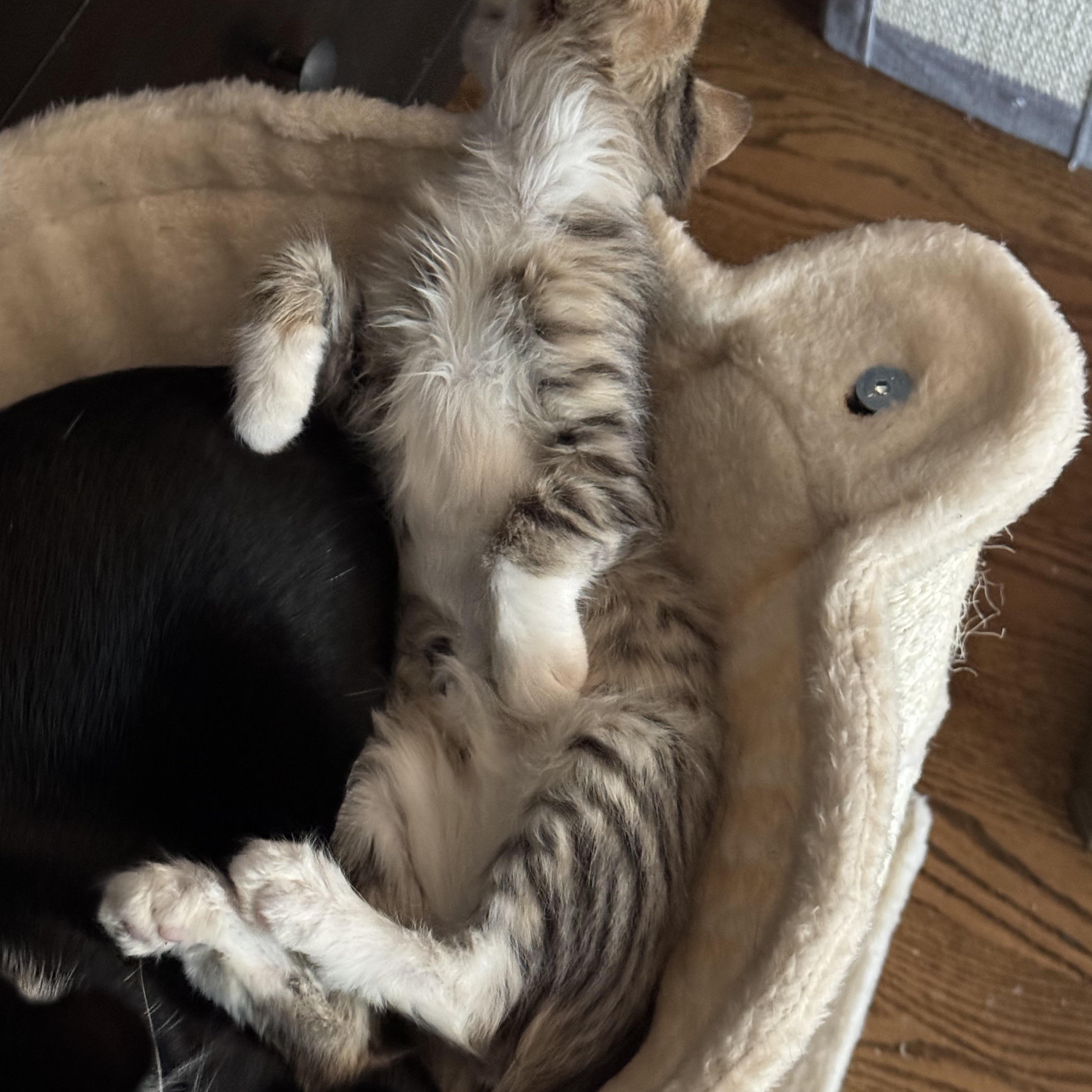 Jilly, a Adoptable Domestic Short Hair in Chicago, IL image 5/6