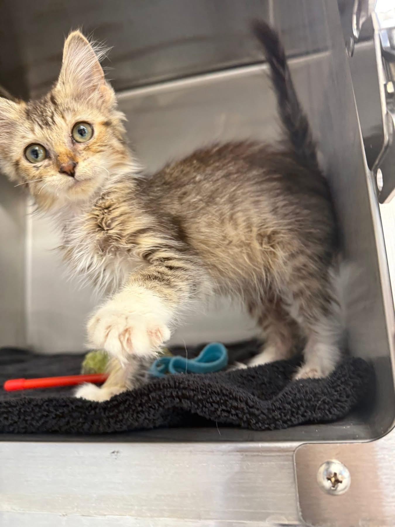 Jilly, a Adoptable Domestic Short Hair in Chicago, IL image 2/6