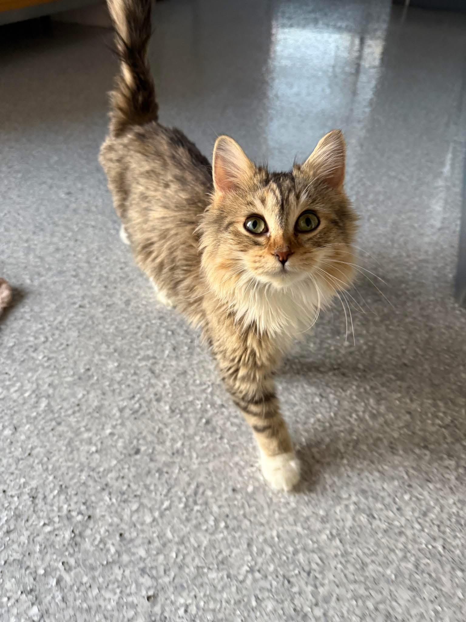 Jilly, a Adoptable Domestic Short Hair in Chicago, IL image 1/6