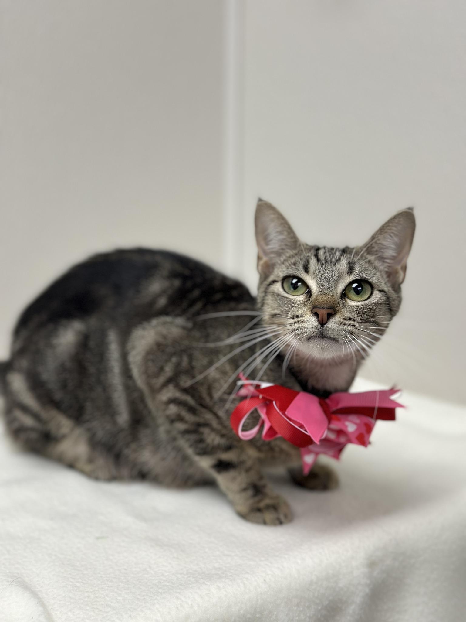 Baby, Adoptable, Adult Female Tabby.