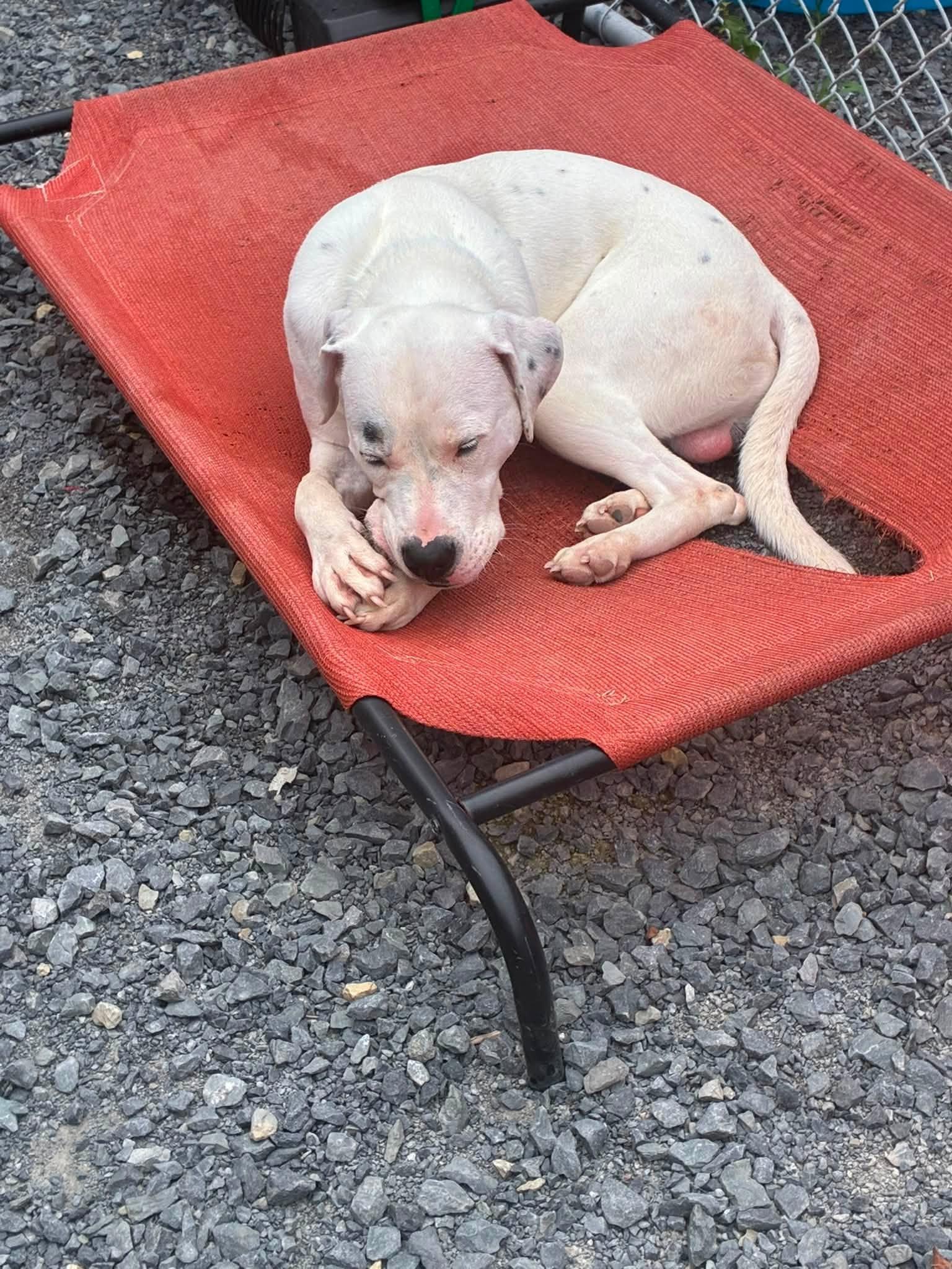 Enlarge Ranger (2yo. 47lbs), a Adoptable mixed breed in Hinton, WV image 1/3