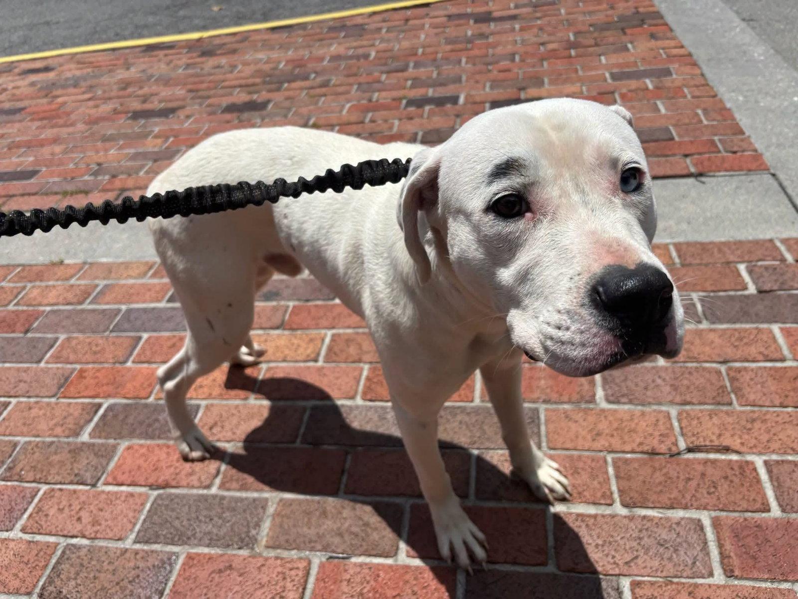Enlarge Ranger (2yo. 47lbs), a Adoptable mixed breed in Hinton, WV image 2/3