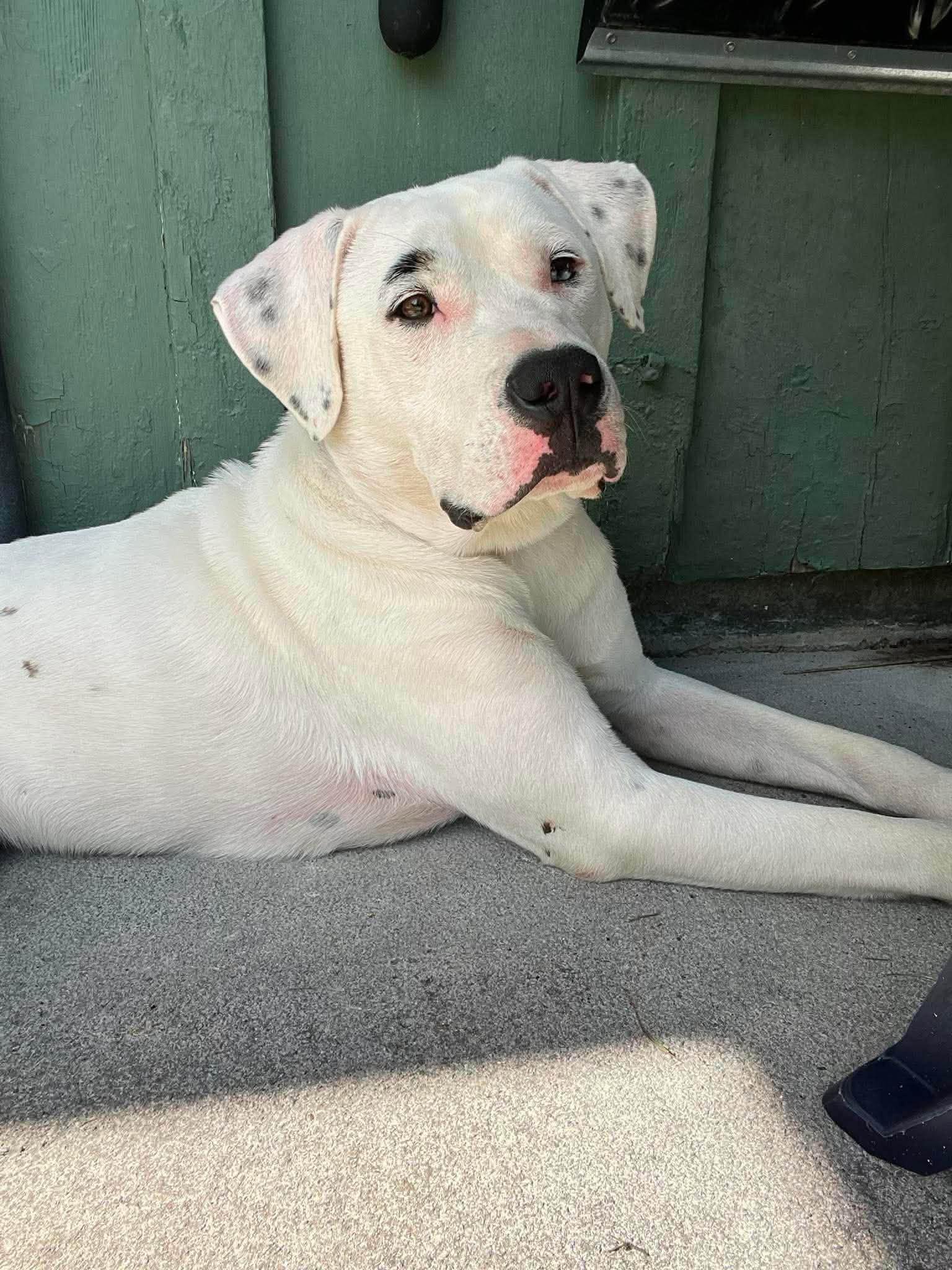 Enlarge Ranger (2yo. 47lbs), a Adoptable mixed breed in Hinton, WV image 3/3