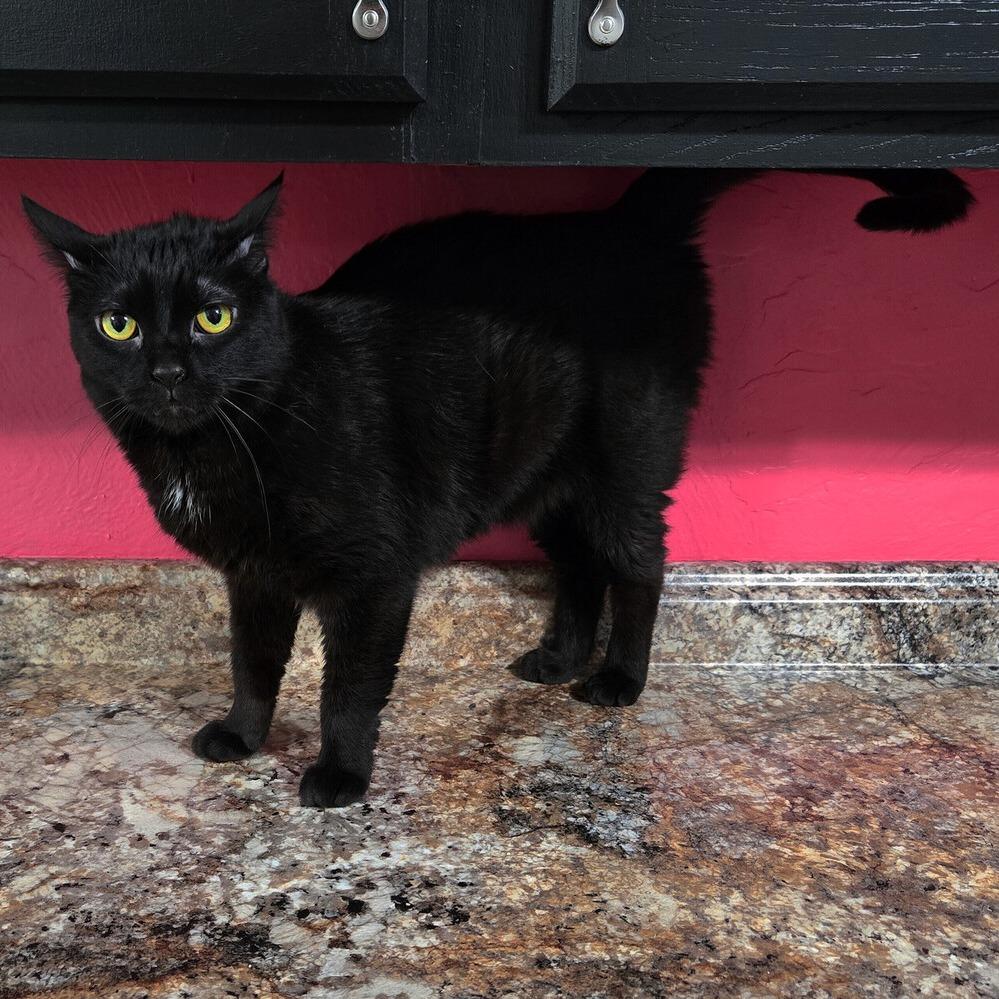 Enlarge Ralphie, a Adoptable Domestic Short Hair in Greensburg, PA image 2/3