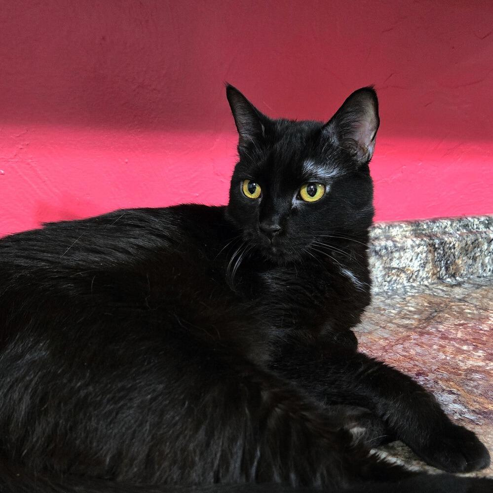 Enlarge Ralphie, a Adoptable Domestic Short Hair in Greensburg, PA image 3/3