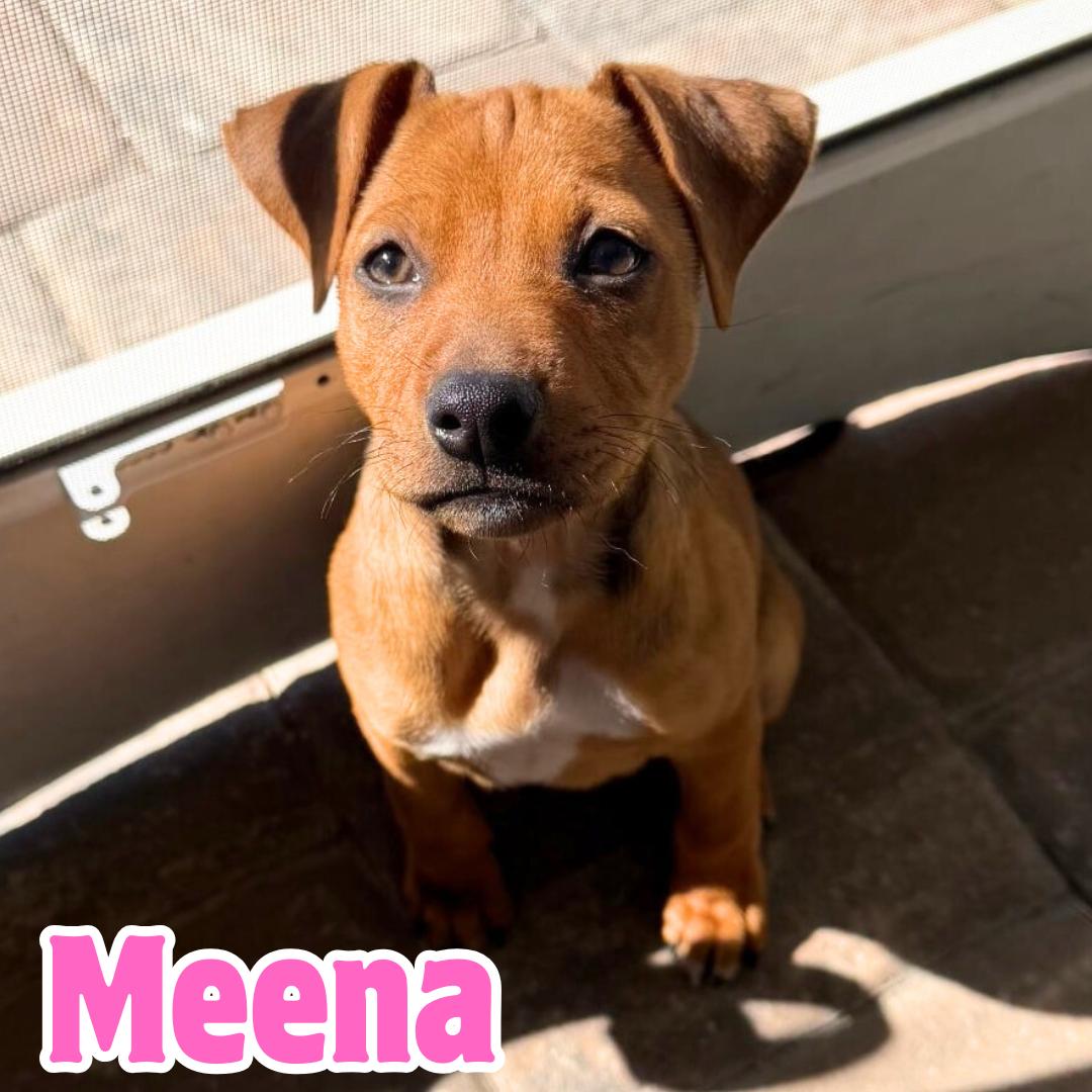 Enlarge Meena *Social Snuggly Hound-mix Pup*, a ADOPTABLE mixed breed in Riverview, FL image 4/6
