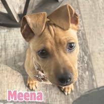 Enlarge Meena *Social Snuggly Hound-mix Pup*, a ADOPTABLE mixed breed in Riverview, FL image 2/6