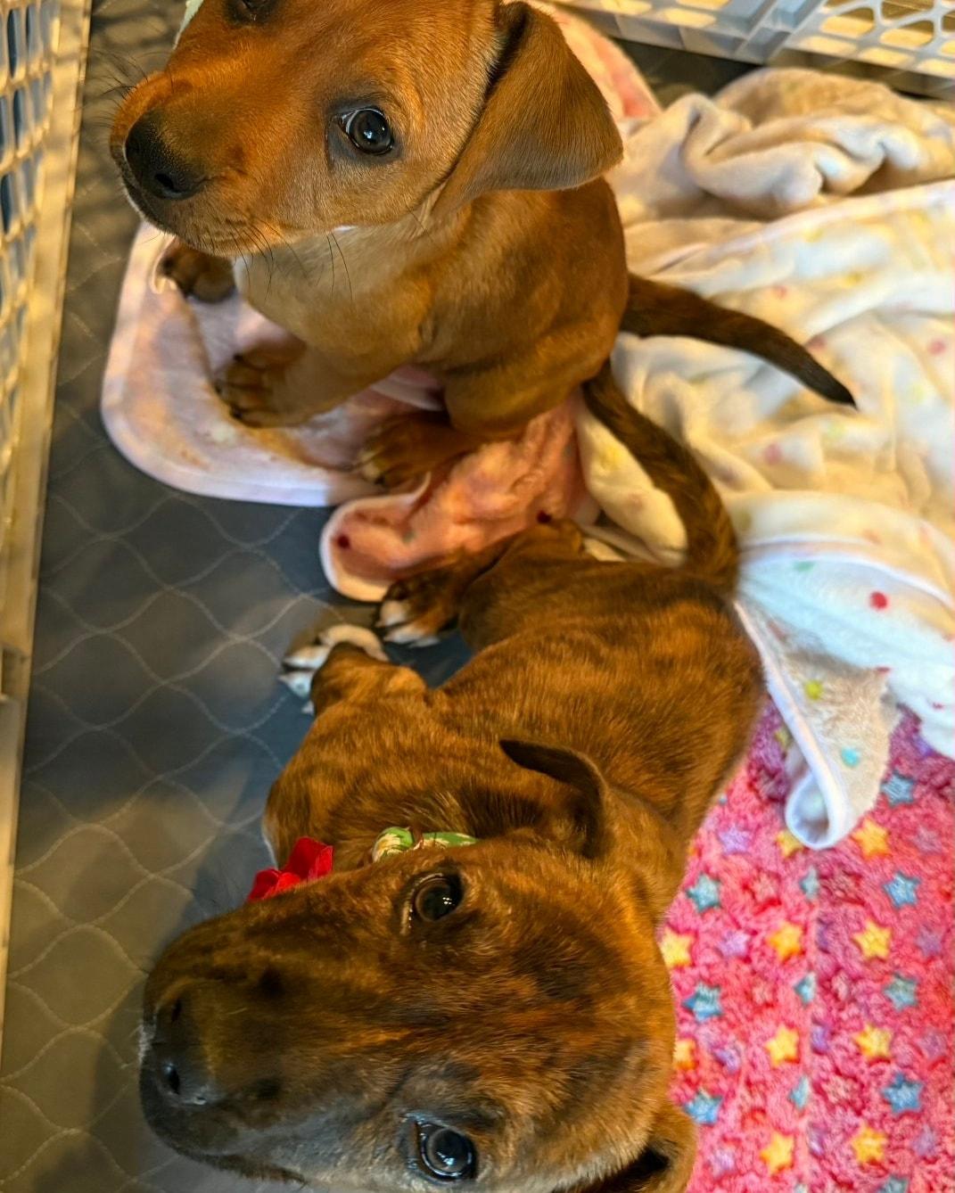 Enlarge Meena *Social Snuggly Hound-mix Pup*, a ADOPTABLE mixed breed in Riverview, FL image 5/6