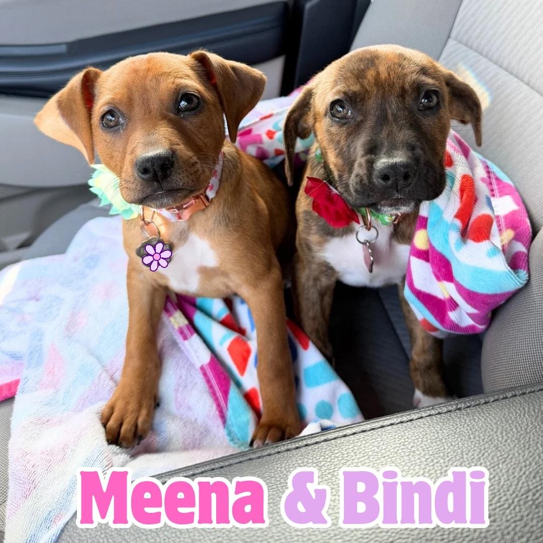 Enlarge Meena *Social Snuggly Hound-mix Pup*, a ADOPTABLE mixed breed in Riverview, FL image 1/6