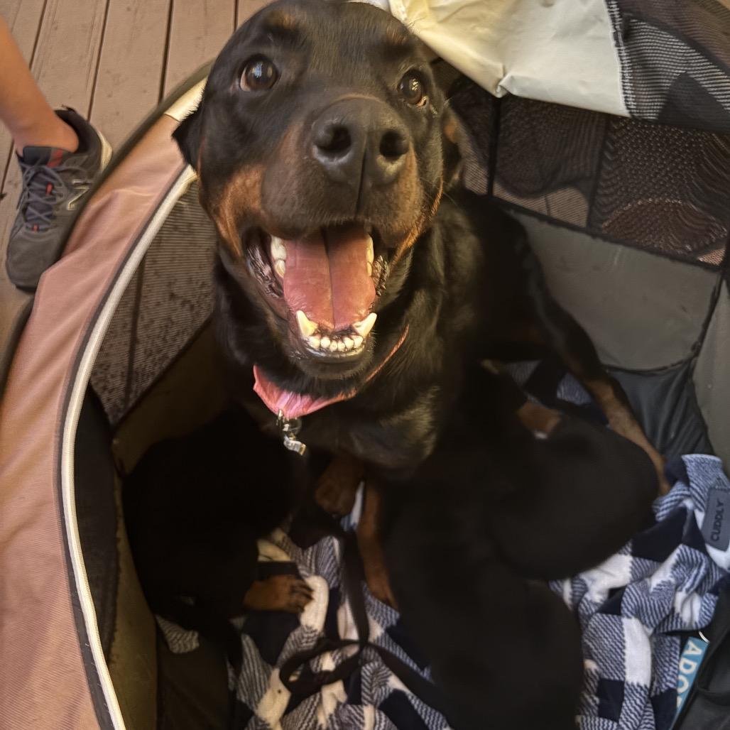 Jelly, a Adoptable Rottweiler in Lutz, FL image 2/3