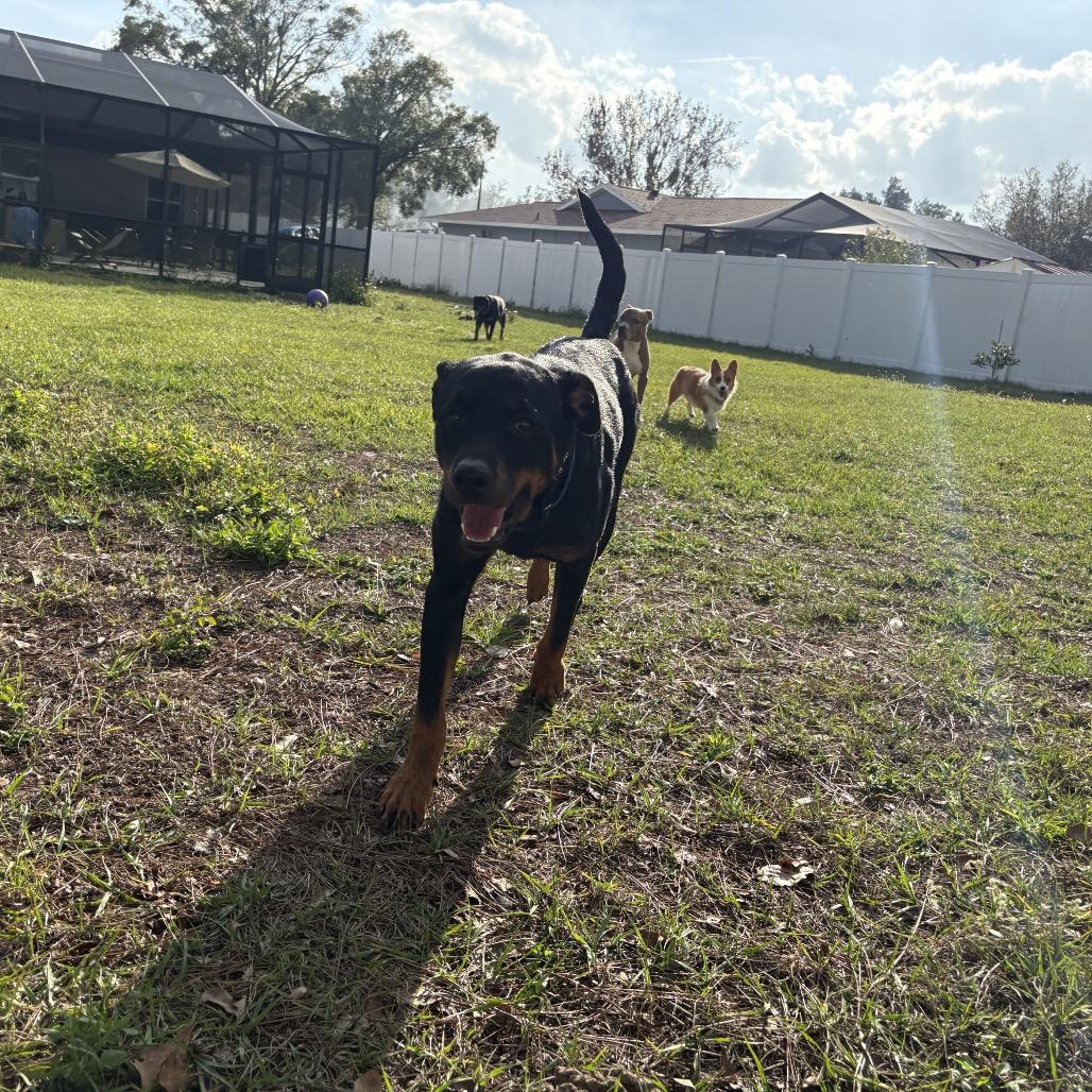 Jelly, a Adoptable Rottweiler in Lutz, FL image 3/3