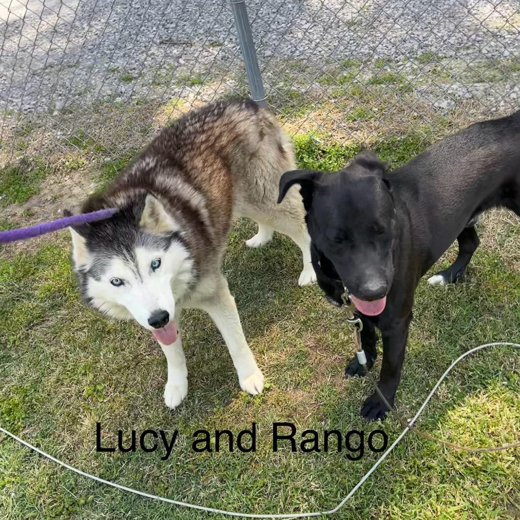 Enlarge Rango, a Adoptable mixed breed in Morganfield, KY image 1/4