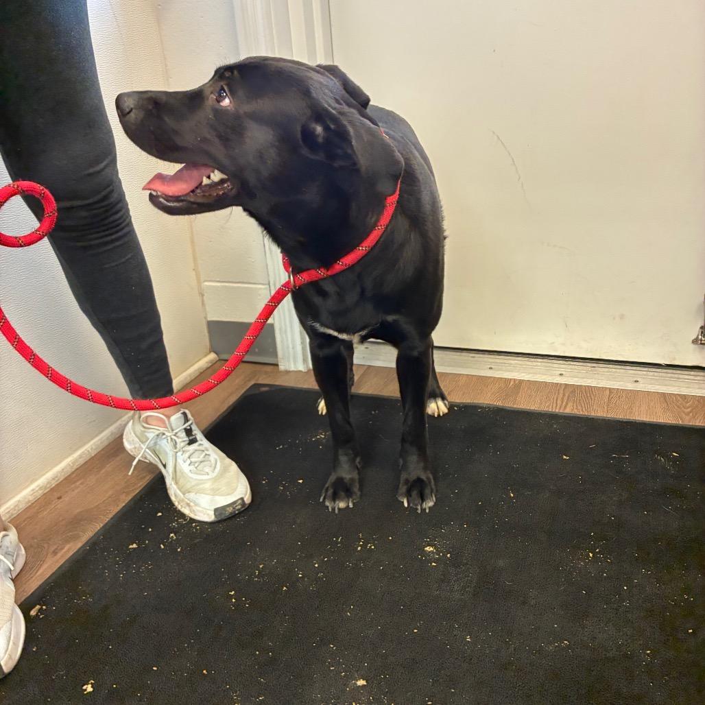 Enlarge Rango, a Adoptable mixed breed in Morganfield, KY image 1/5