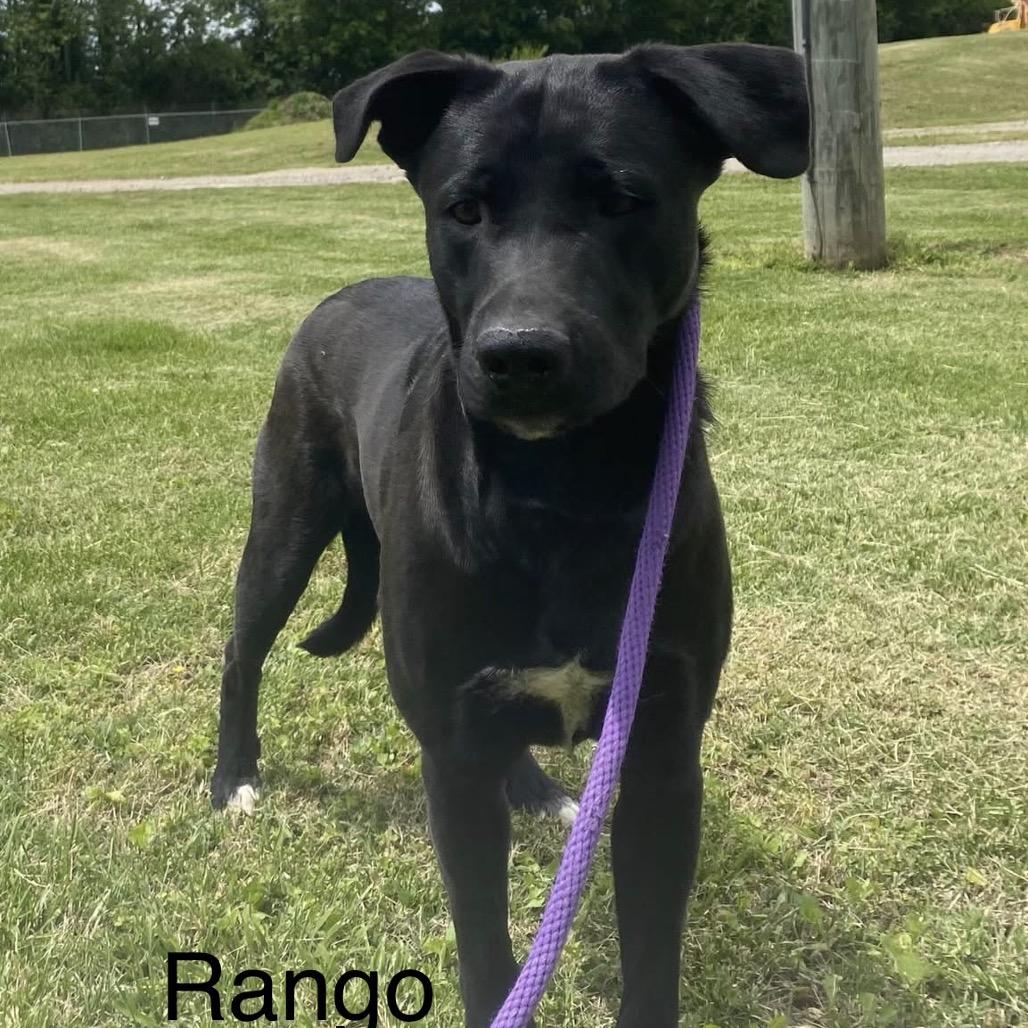 Enlarge Rango, a Adoptable mixed breed in Morganfield, KY image 2/6