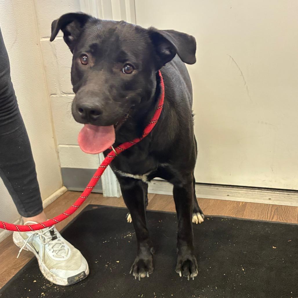 Enlarge Rango, a Adoptable mixed breed in Morganfield, KY image 2/5