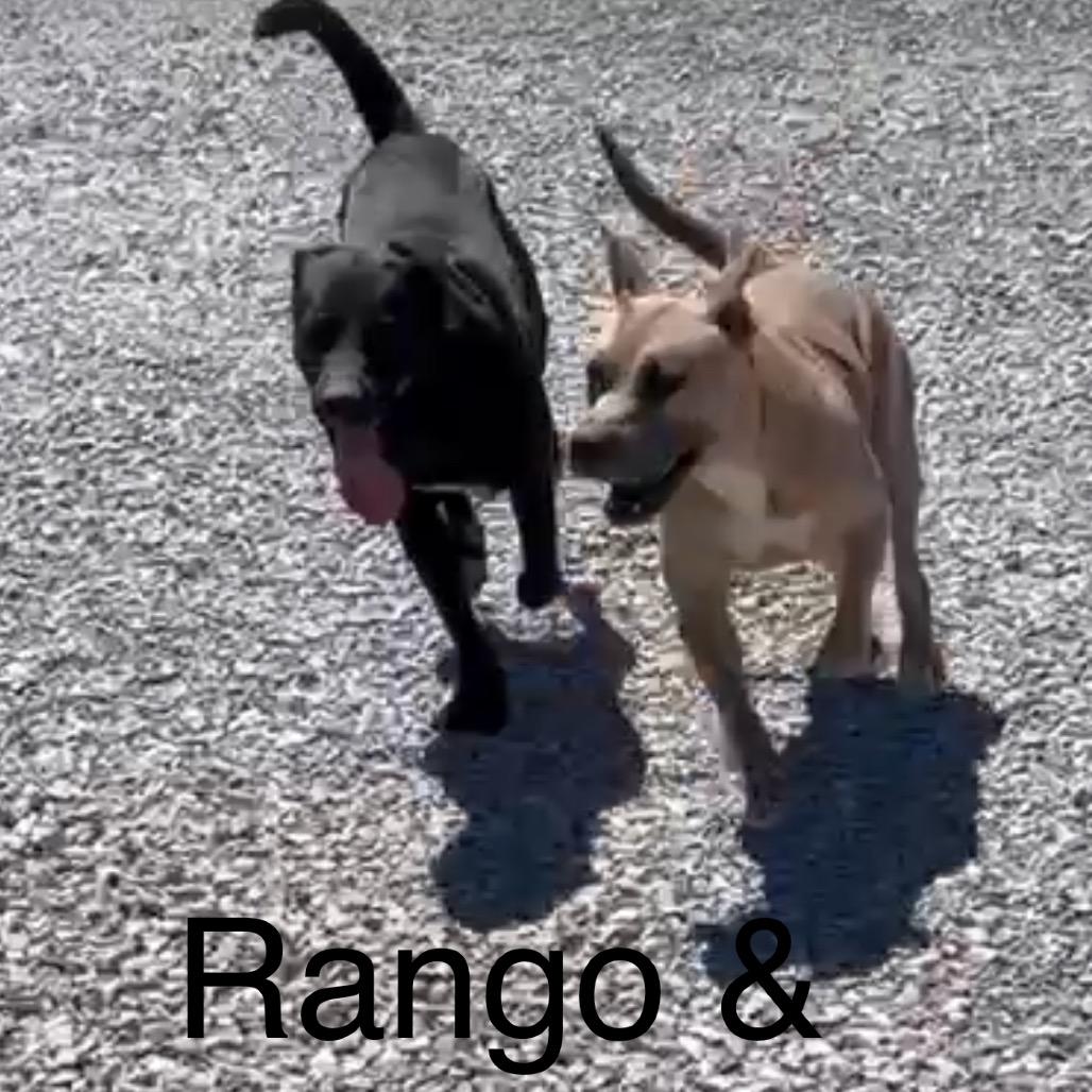 Enlarge Rango, a Adoptable mixed breed in Morganfield, KY image 4/4