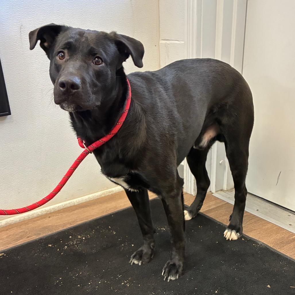 Enlarge Rango, a Adoptable mixed breed in Morganfield, KY image 3/5