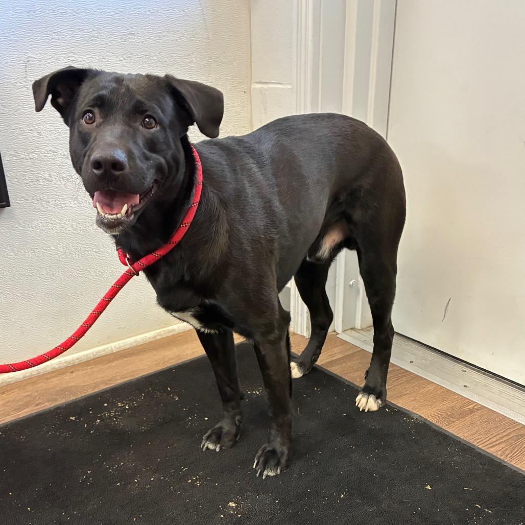 Enlarge Rango, a Adoptable mixed breed in Morganfield, KY image 4/5