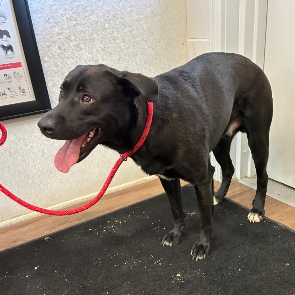 Enlarge Rango, a Adoptable mixed breed in Morganfield, KY image 5/5