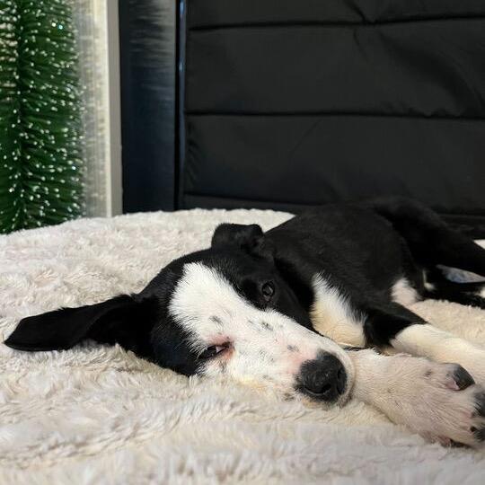 Dilly-Dally, Adoptable, Puppy Female Great Dane & Mixed Breed.