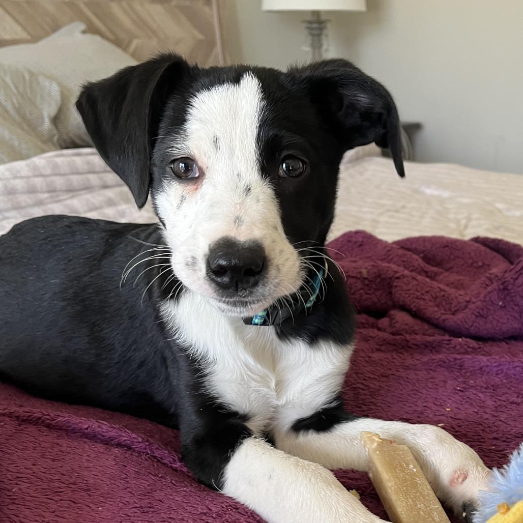 Dilly-Dally, a Adoptable mixed breed in Raleigh, NC image 2/6