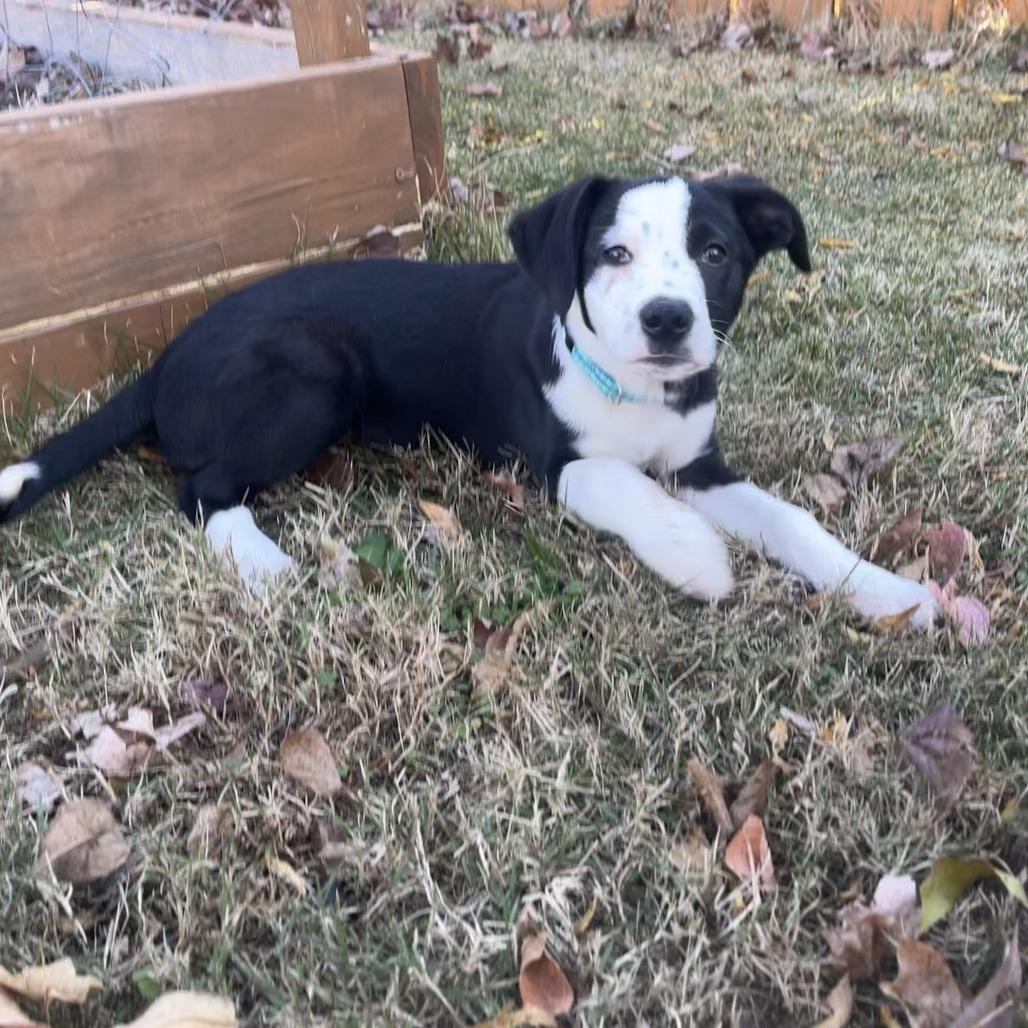 Dilly-Dally, a Adoptable mixed breed in Raleigh, NC image 3/6