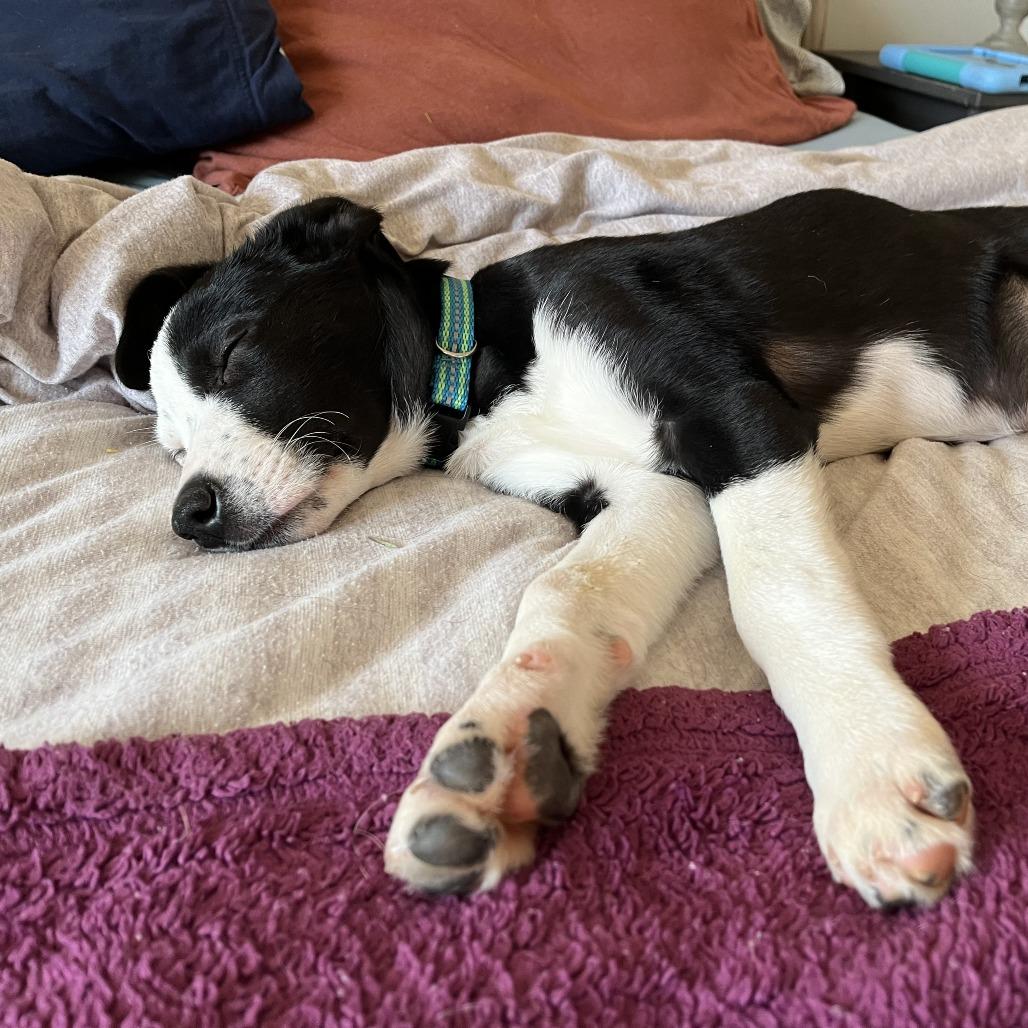 Dilly-Dally, a Adoptable mixed breed in Raleigh, NC image 4/6