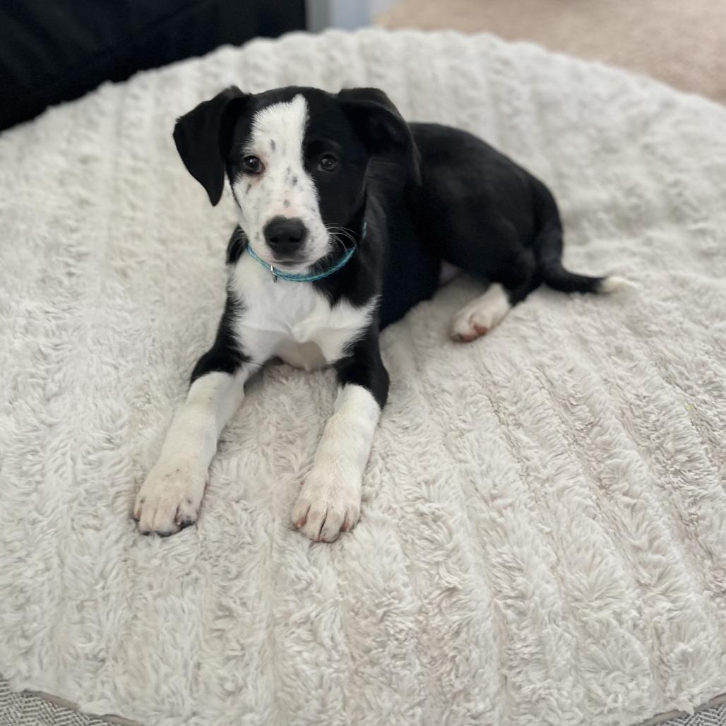 Dilly-Dally, a Adoptable mixed breed in Raleigh, NC image 5/6