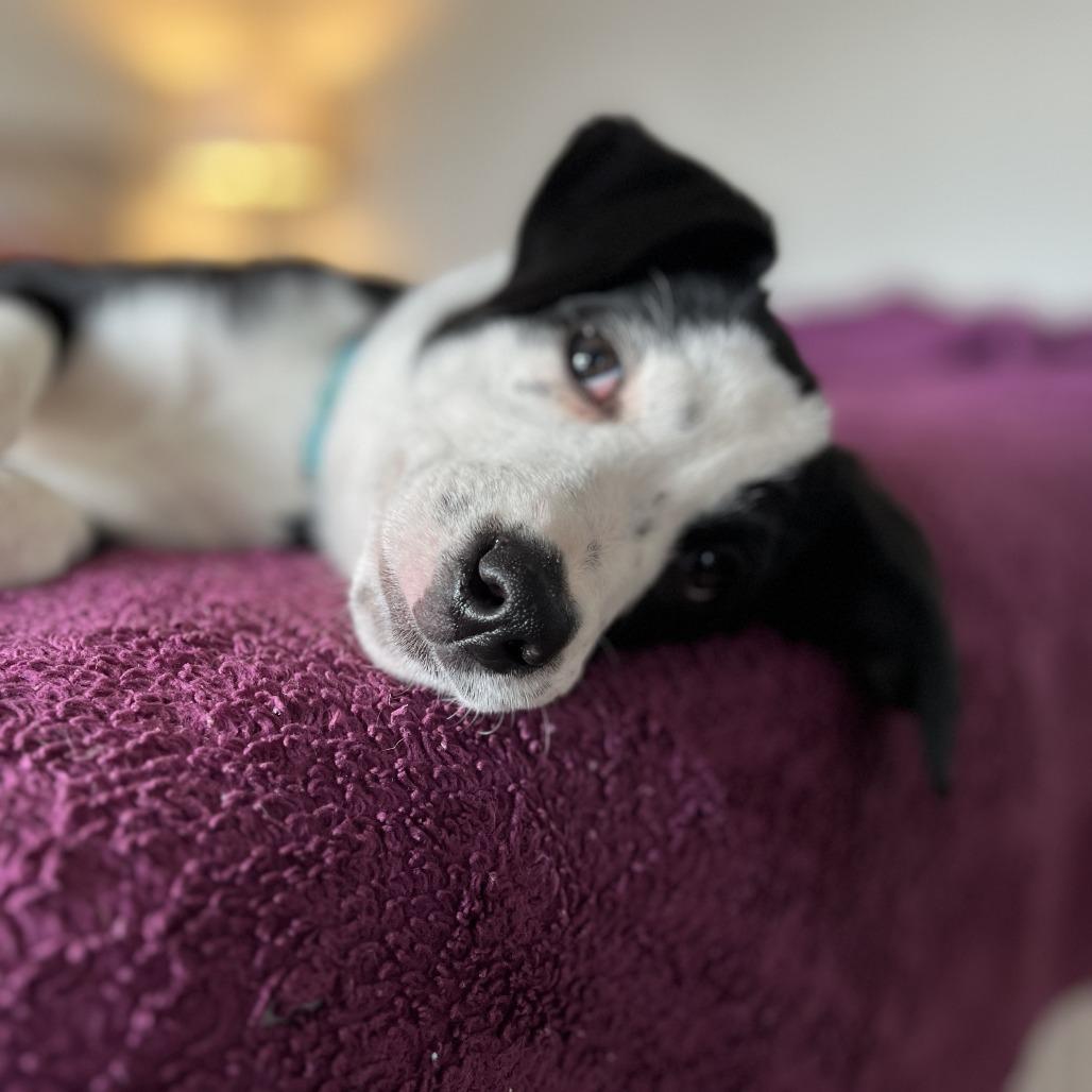 Dilly-Dally, a Adoptable mixed breed in Raleigh, NC image 6/6