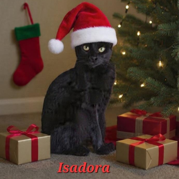 Isadora, a Adoptable Domestic Short Hair in St. Marys, WV image 1/6