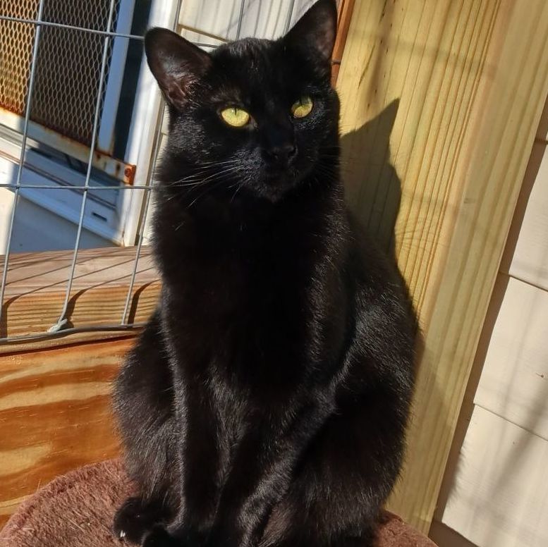 Isadora, Adoptable, Adult Female Domestic Short Hair.