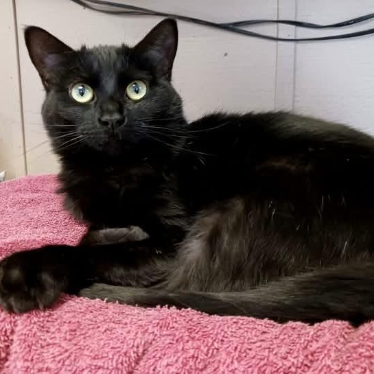 Isadora, a Adoptable Domestic Short Hair in St. Marys, WV image 3/6