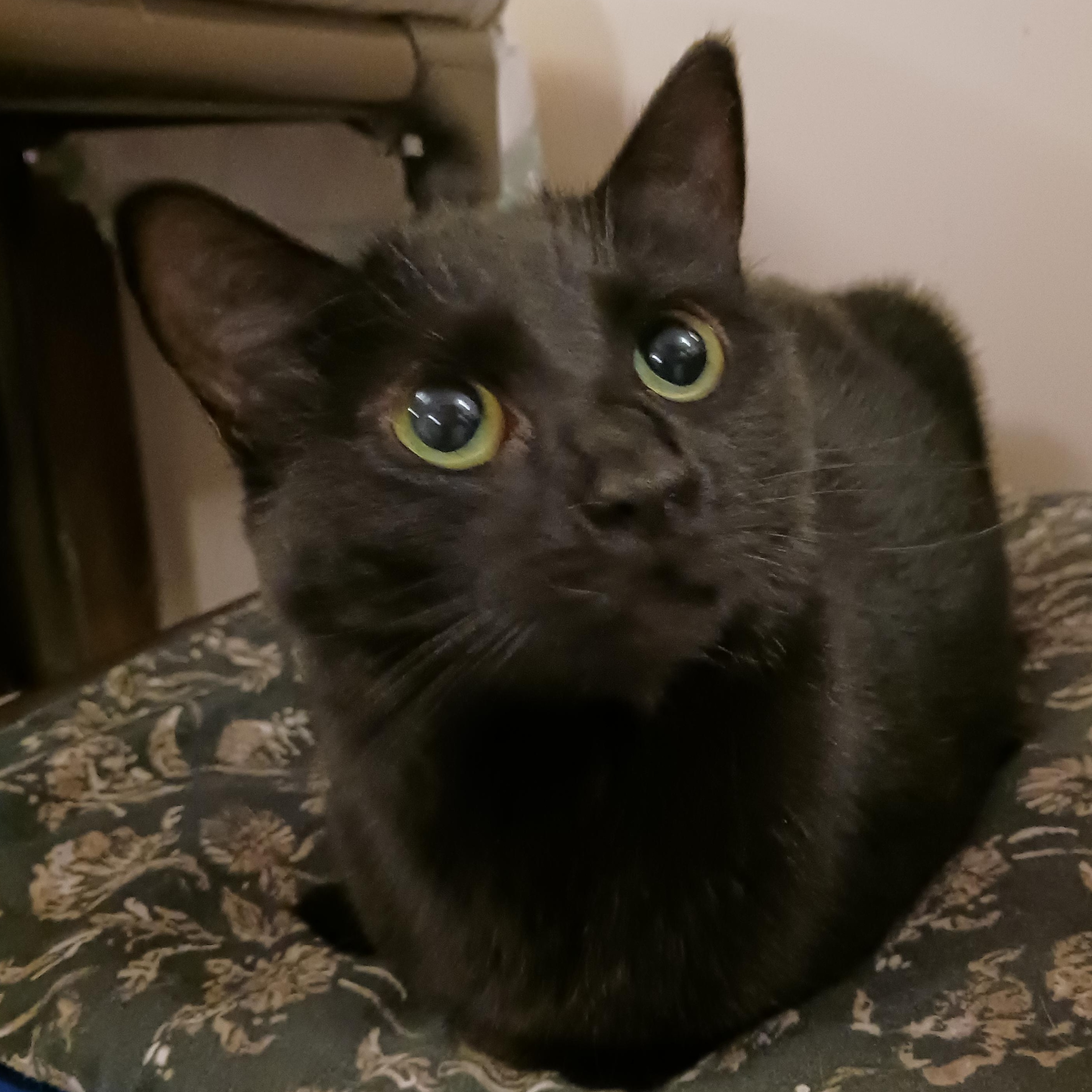 Isadora, a Adoptable Domestic Short Hair in St. Marys, WV image 2/6