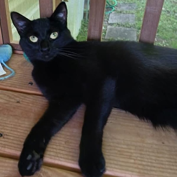 Isadora, a Adoptable Domestic Short Hair in St. Marys, WV image 5/6