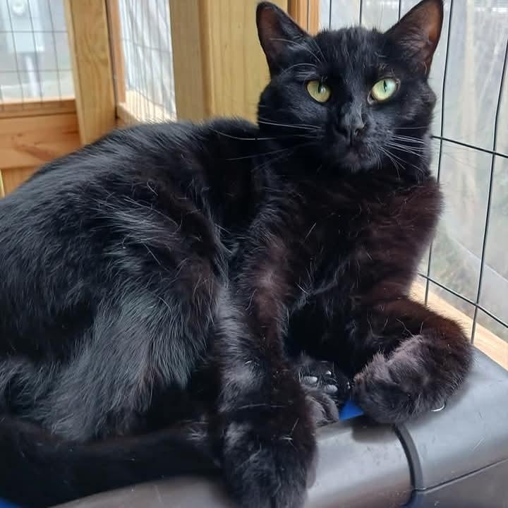 Isadora, a Adoptable Domestic Short Hair in St. Marys, WV image 6/6