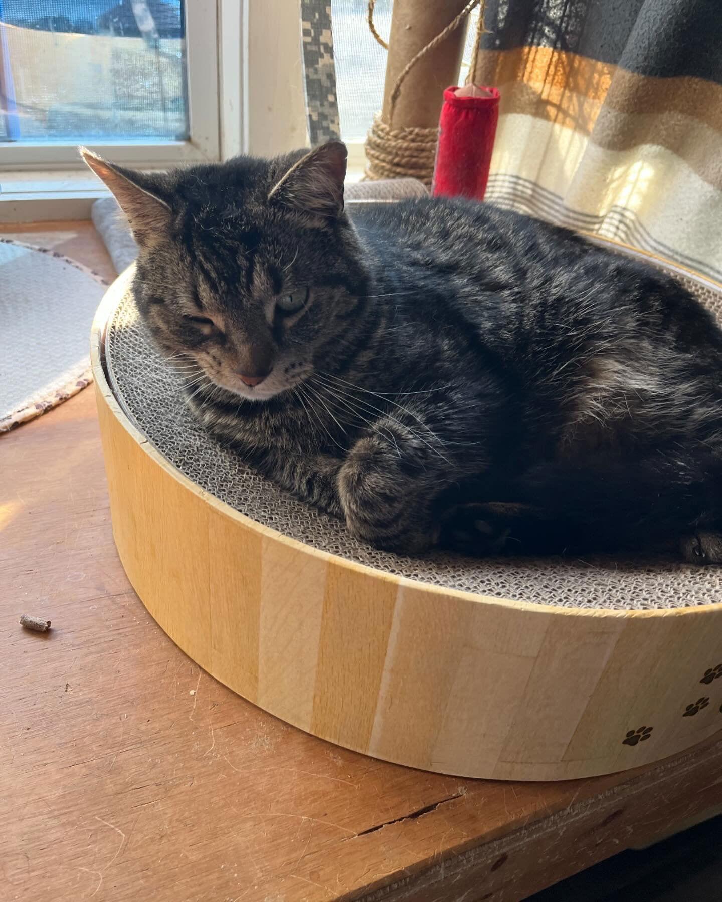 Enlarge Trax, a Adopted Domestic Short Hair in Ranson, WV image 1/2