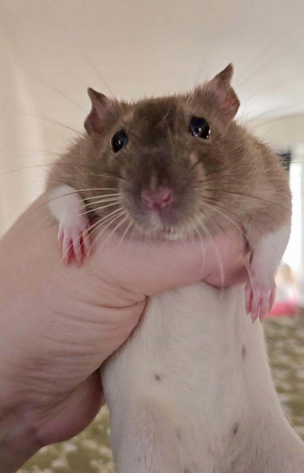 Enlarge Gillian and Sally, a Adopted Rat in Howell, NJ image 1/2