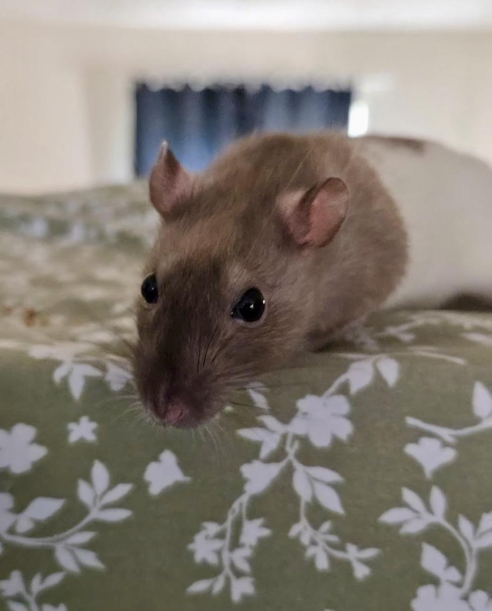 Enlarge Gillian and Sally, a Adopted Rat in Howell, NJ image 2/2