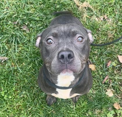 Enlarge Shelley, a Adoptable mixed breed in New Albany, IN image 1/1
