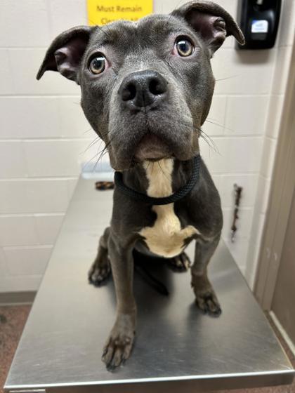 Enlarge Shelley, a Adoptable mixed breed in New Albany, IN image 1/1