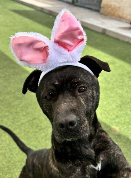 Rebel, Adoptable, Adult Male Mixed Breed & Mixed Breed.