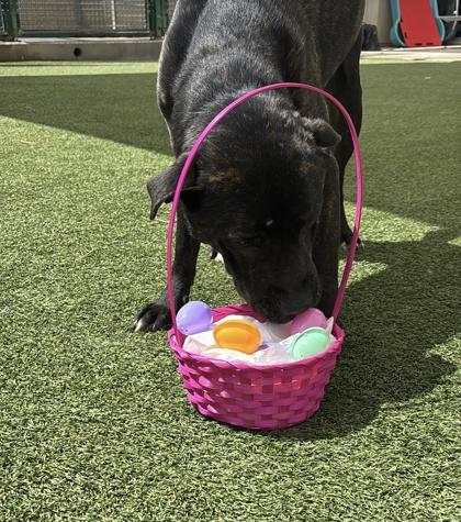 Enlarge Rebel, a Adoptable mixed breed in Fort Worth, TX image 2/3