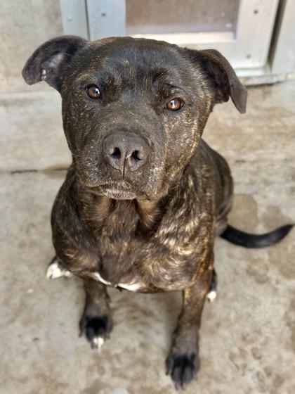 Enlarge Rebel, a Adoptable mixed breed in Fort Worth, TX image 3/3