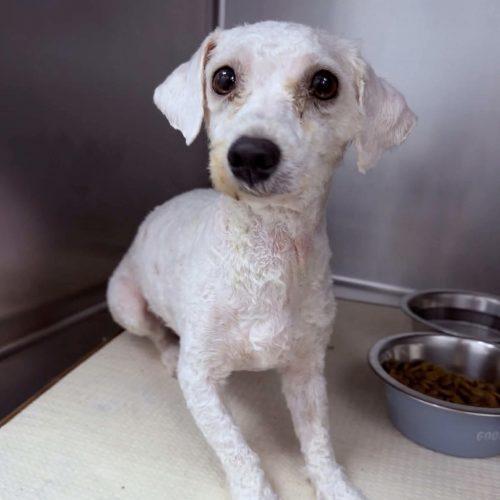 Eva, Adoptable, Young Female Miniature Poodle.